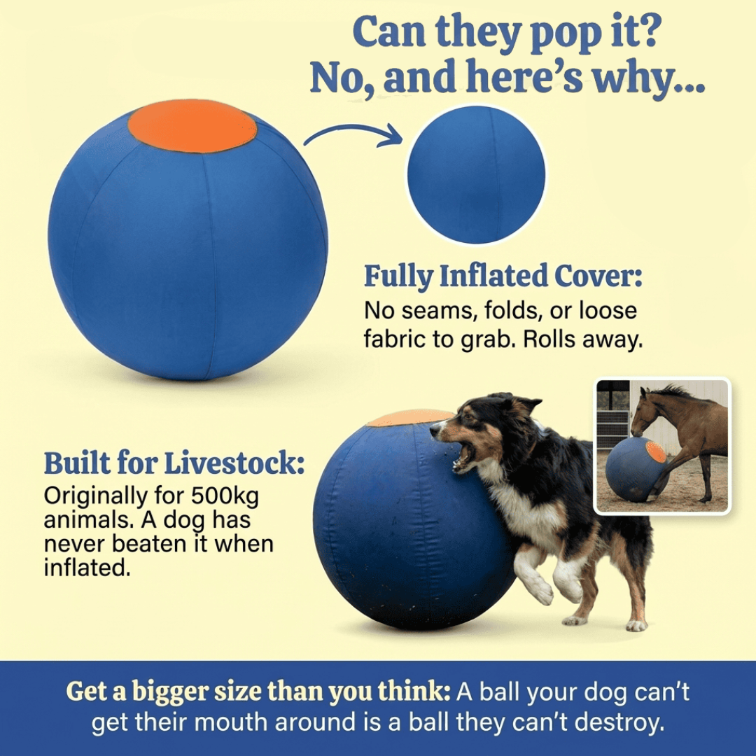 Dog Herding Ball
