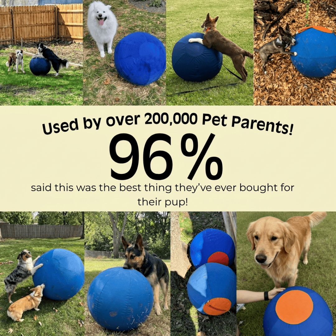 Dog Herding Ball