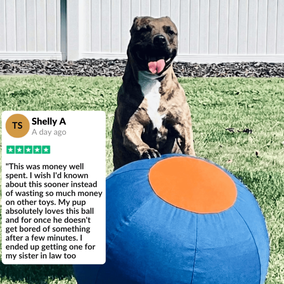 Dog Herding Ball